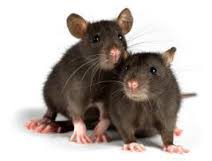 Rat and mice control Gold Coast