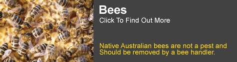 bee removal brisbane
