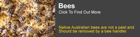 bee control Tamborine mountain