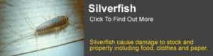Silverfish Information