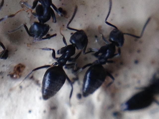 Black Ant Spray Gold Coast