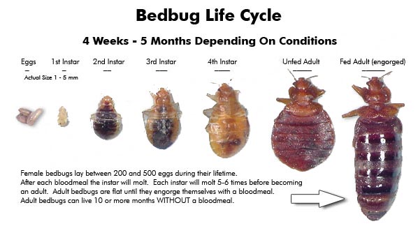 What does a bed bug look like