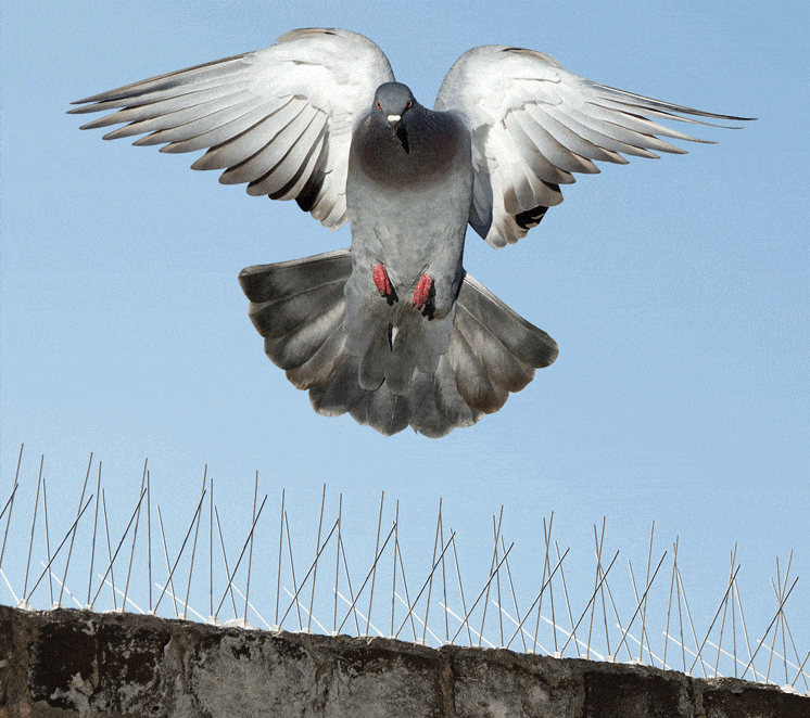 bird pest control gold coast