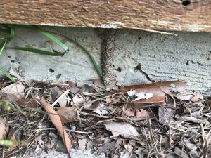 Termite Protection Termite Protection