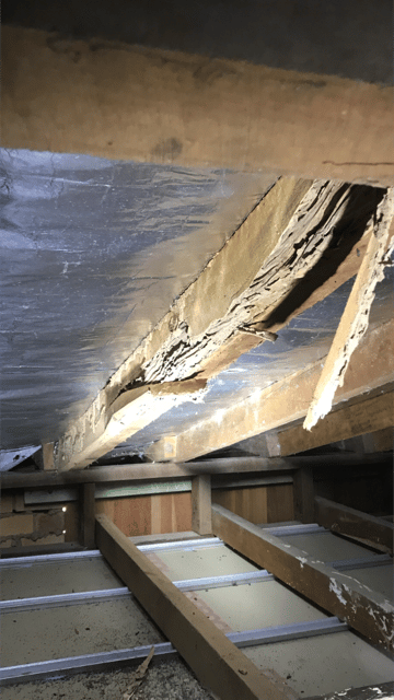 do termites eat hardwood
