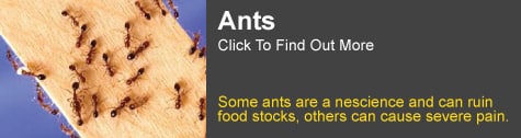Ant Information