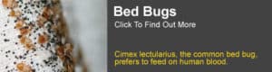 Bed Bug Information