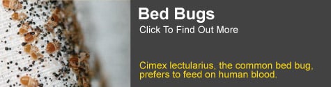 Bed Bug Information