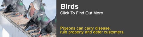 bird pest control brisbane