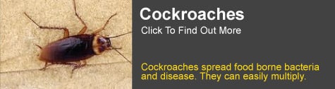 Cockroach Information