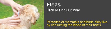 Flea Information