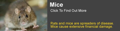 mice control Tamborine mountain