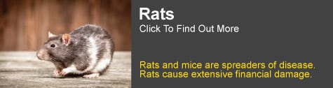 pest control gold coast