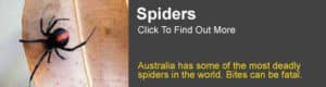 Spider Information