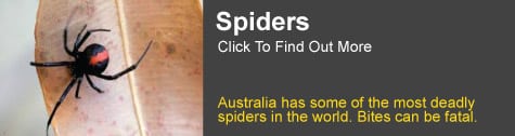 Spider Information
