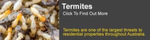 Termite Information