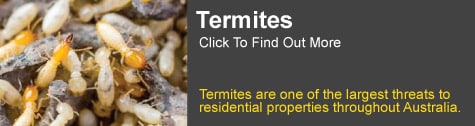 termite control gold coast