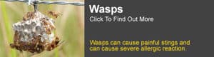 Wasp Information