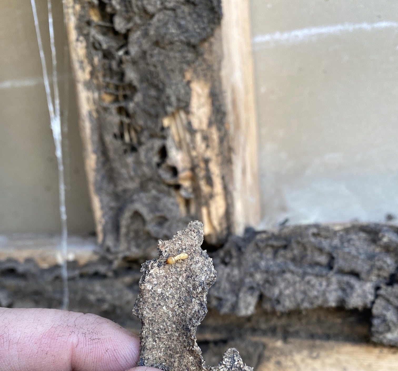 Termite inspection Gold Coast